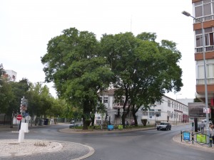 tipuanas1
