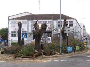 tipuanas2